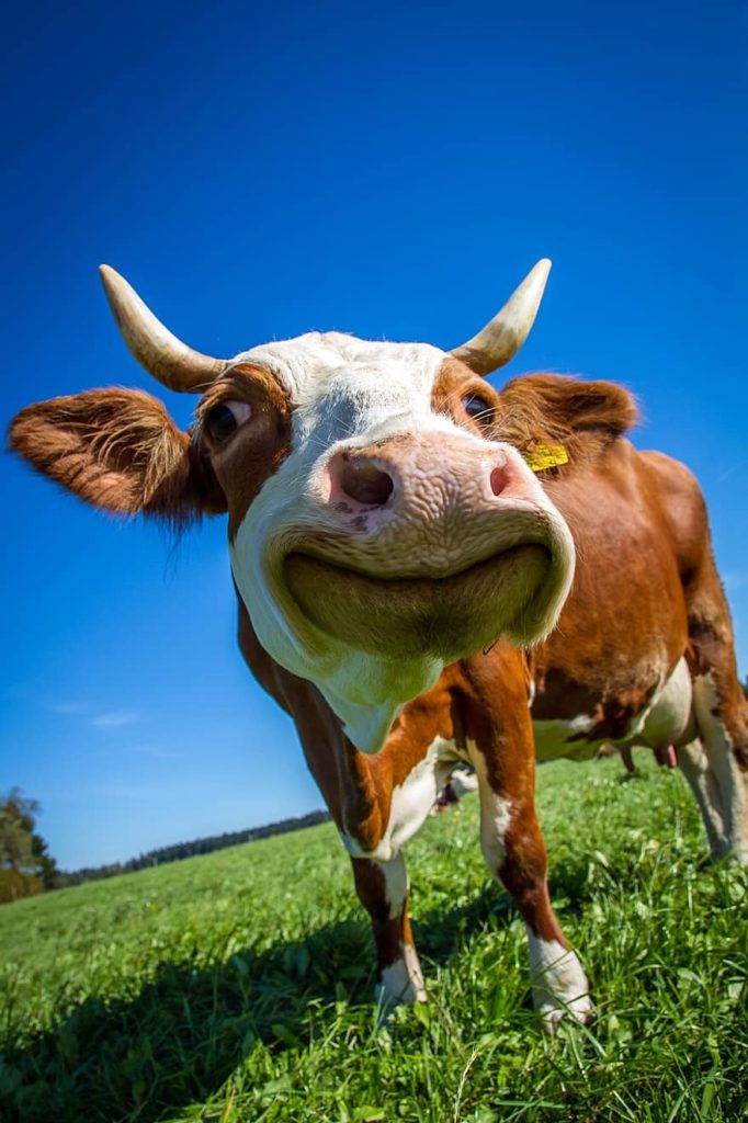 Vaca malhada parece sorrir para a câmera. Tecnologia na alimentação atende a propósitos éticos e de segurança alimentar